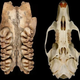 Illustration for article titled 2000-year-old giant rat was forty times bigger than its modern relatives